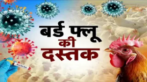 Bihar Bird Flu : चिकन के शौकीन हो जाएं सावधान!... होली से पहले पटना में बर्ड फ्लू का खतरा