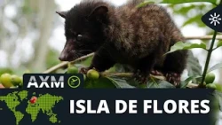 Andalucía Around the World | Vicky, from Motril, introduces us to the curious luwak of Bali