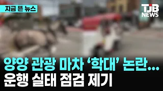 관광 마차 말 불매 움직임 속 …“컨디션 문제일 수도”｜ TJB 대전·세종·충남뉴스