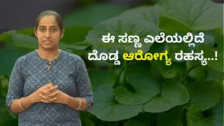 ಈ ಸಣ್ಣ ಎಲೆಯಲ್ಲಿದೆ ದೊಡ್ಡ ಆರೋಗ್ಯ ರಹಸ್ಯ..! | GIDA MULIKE