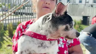 FT CAN DOGS FEEL AN EARTHQUAKE