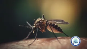 BREEDING SITE ELIMINATION KEY AFTER FIRST CHIKUNGUNYA CASE REPORTED SINCE 2021