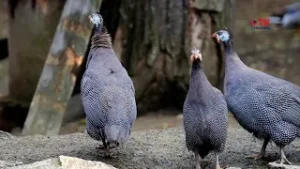 Цесарки – родственники домашних кур, которых сложно заметить