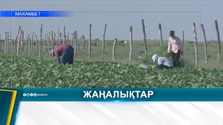МАХАМБЕТ АУДАНЫНДА 10 МЫҢ ТОННАДАН АСТАМ ӨНІМ ЖИНАЛДЫ