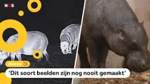 Zeldzaam dwergnijlpaard in het wild gespot: 'We zien ze nooit'