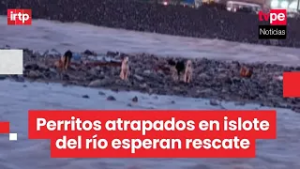 Ate: piden rescate para perritos atrapados en islote del río Rímac bajo el puente San Roque