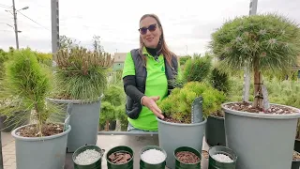 În grădina Danei: Sfaturi pentru îngrijirea pinilor de grădină (@TVR1)