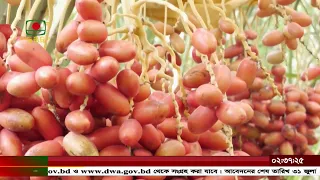 দেশেই বাণিজ্যিকভাবে খেজুর চাষ ছড়িয়ে দেওয়ার লক্ষ্যে উদ্যোগ নিয়েছে বাংলাদেশ কৃষি উন্নয়ন কর্পোরেশন