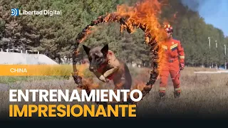 La impactante preparación de perros de rescate: cruzan aros de fuego