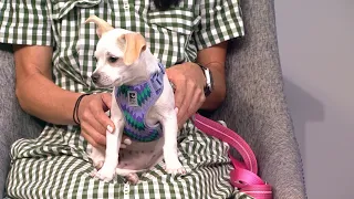 Petline 9: Meet Bunny!