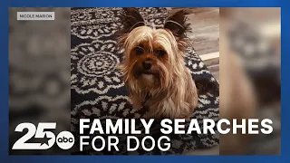 Killeen family searches for dog after shelter transferred him before owners could reclaim him