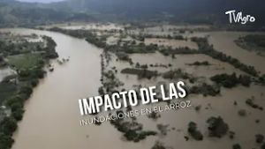 Impacto de las inundaciones en el arroz - TvAgro por Juan Gonzalo Angel