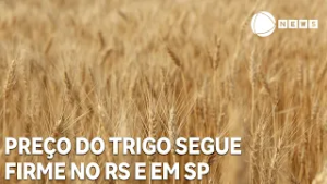 Preço do trigo segue firme no Rio Grande do Sul e em São Paulo