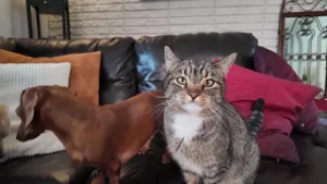 Millcreek family reunited with lost cat after more than a year of searching