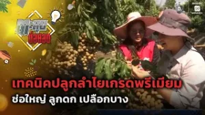 ตะลุยต่อยอด : เทคนิคปลูกลำไยเกรดพรีเมียม ช่อใหญ่ ลูกดก เปลือกบาง