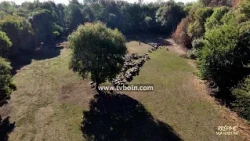"Rrëfime nga vendi Ynë" - Pylli i Madh: Një histori përtej gjelbërimit