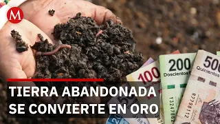 From Poverty to Success: 60-Year-Old Woman Restores Her Health and Finances in Cardonal, Hidalgo