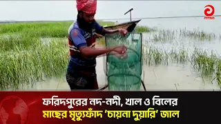 'China Duari' Nets: A Death Trap for Fish in Faridpur's Rivers, Canals, and Wetlands | Asian Tele...