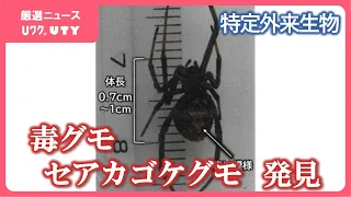 毒グモのセアカゴケグモ　共同住宅の階段で発見　特定外来生物　咬まれると痛みや頭痛などの症状が出ることも　山梨