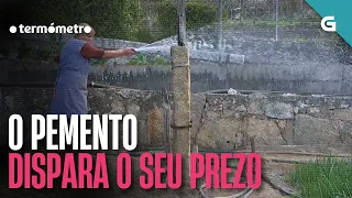 O PEMENTO dispara o seu PREZO | O TERMÓMETRO