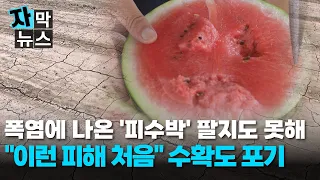 [Subtitled News] "Never seen damage like this"... Watermelon harvest abandoned