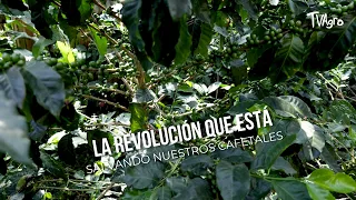 The revolution saving our coffee plantations - TvAgro by Juan Gonzalo Angel