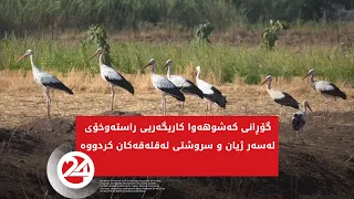 گۆڕانی کەشوهەوا کاریگەریی راستەوخۆی لەسەر ژیان و سروشتی لەقلەقەکان کردووە