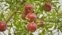 Die Herkunft des Apfels in den ursprünglichen Wäldern des Landes entdecken