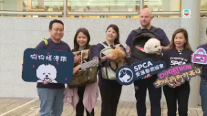 Dogs are allowed on MTR trains for the first time｜TVB News｜2026/03/01