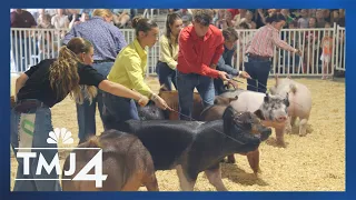 The Art of the Stare: Pig showmanship competitions at the State Fair