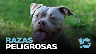 The debate surrounding dangerous dog breeds