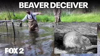 Solving the beaver dam problem and a waterfowl festival