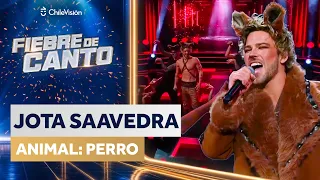 JOTA SAAVEDRA - "COMO UN PERRO ENLOQUECIDO"🎤 NOCHE DE INSTINTO ANIMAL 🎶 Fiebre de Canto