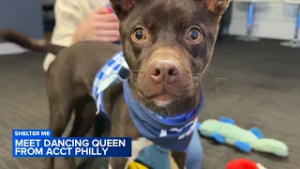 Shelter Me: Meet Dancing Queen from ACCT Philly
