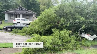 10PM TREE ON CAR AT CAMERON VOSOTVO