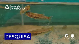 Peixinho raro reaparece depois de anos no Sul do Estado