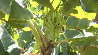 Agricultural Facts - Banana Harvest