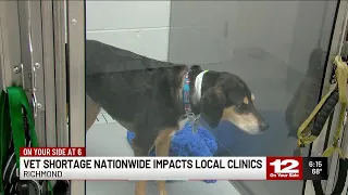 Here's how a veterinarian shortage is impacting Central Virginia