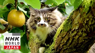 Chiba: Matching Poses - A Cat's-Eye View of Japan