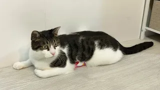 ハチエモン「スクイーズと猫」2026