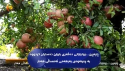 ڕاپه‌ڕین.. جوتیارانی ده‌ڤه‌ری بتوێن ده‌ستیان كردووه‌ به‌ چنینه‌وه‌ی به‌رهه‌می ئه‌مساڵی هه‌نار