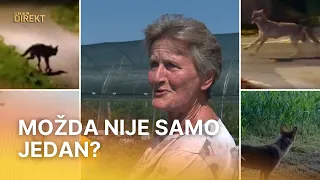 Zagorka ostala licem u lice s vukom dok je brala borovnice: 'Pogledali smo se oči u oči'