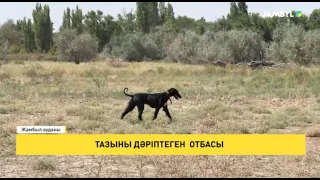 Тазыны дәріптеген отбасы