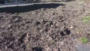 Cinghiali nel parco e tra gli orti