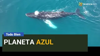 Planeta Azul