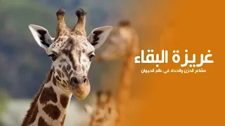 Loyalty Beyond Survival Instinct: Grief and Mourning in the Animal Kingdom | Quest Arabiya
