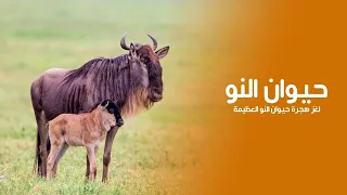 لغز هجرة حيوان النو العظيمة القصة وراء "انتحار" الآلاف من أجل البقاء | كويست عربية Quest Arabiya