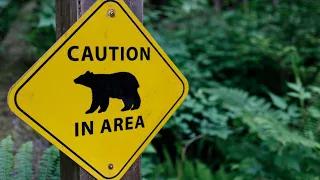 Steamboat Springs resident attacked by bear as it 'huffed and popped its jaw'