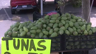Comerciantes reportan bajas ventas de tuna durante la temporada