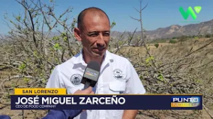 San Lorenzo - Jocote Barón Rojo, fruto identitario del distrito